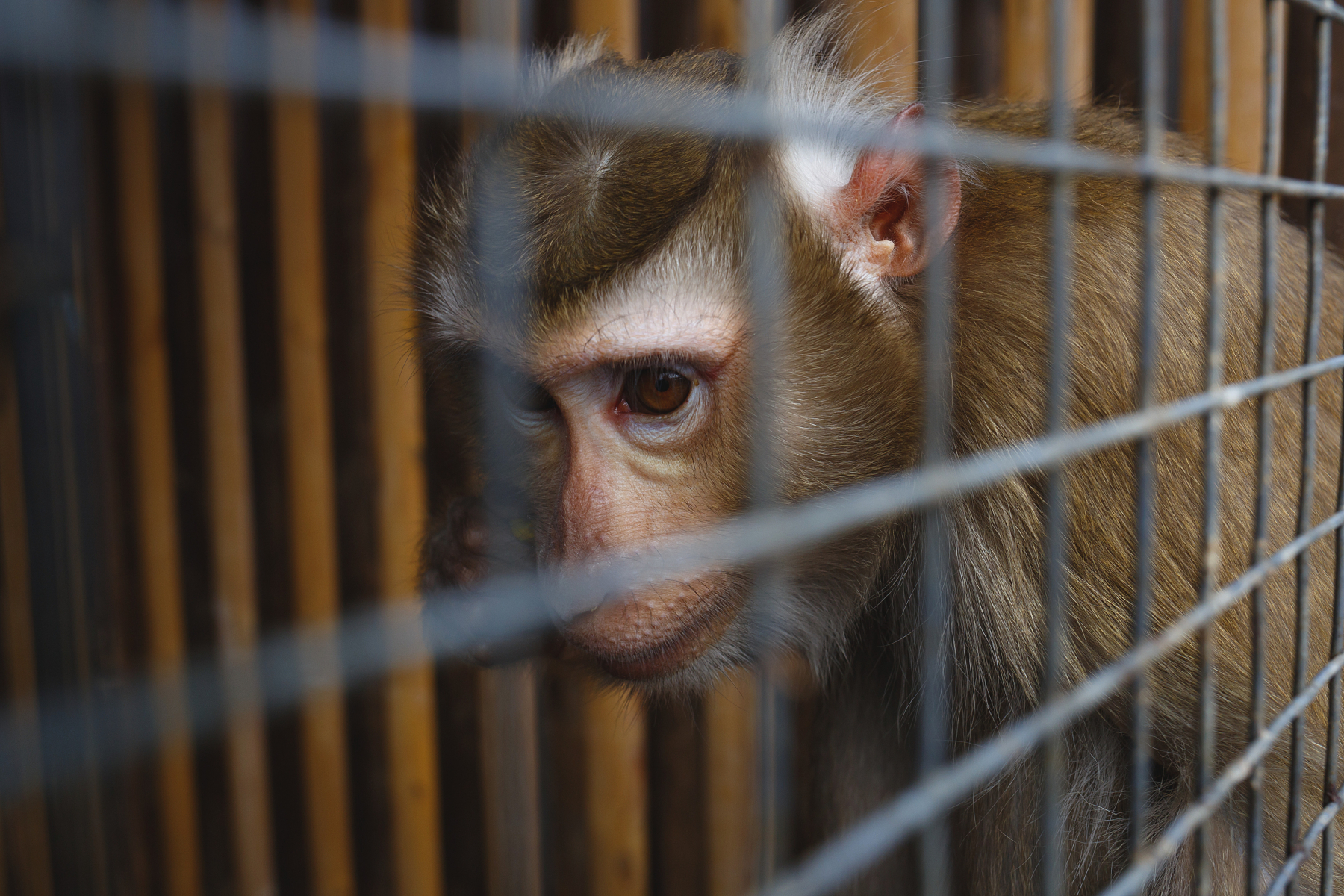 L'ingiustizia economica guida il traffico di specie selvatiche

