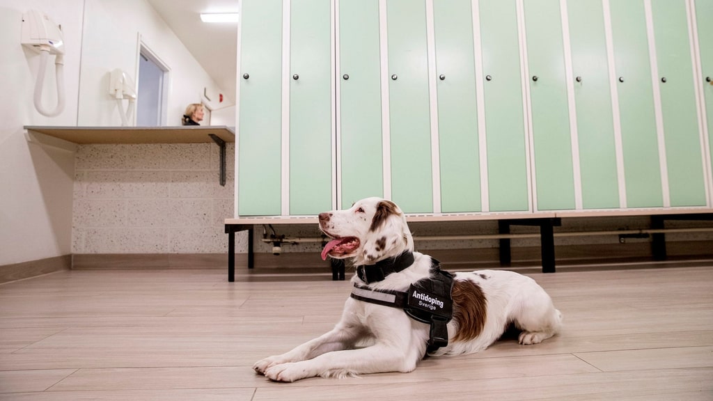 Lo spaniel Molly è l'unico cane attivo antidoping al mondo