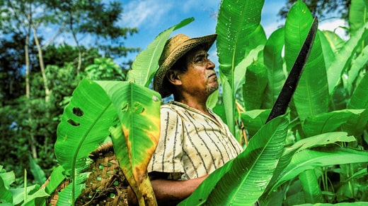 Coltivazione di banane in Costa Rica.  Il Costa Rica è il paese che occupa il primo posto nell'indice di sviluppo sostenibile.