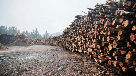 In una stazione di legna da ardere a Uddevalla, i tronchi aspettano di essere bruciati come bioenergia.  Anche la biomassa è inclusa nell'impronta fisica.