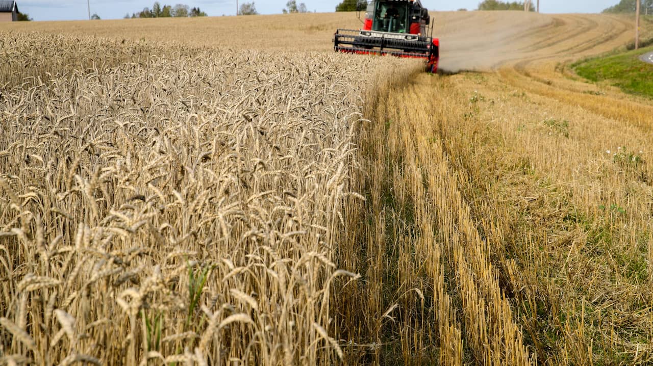 I prezzi del cibo stanno scendendo, ecco cosa sta succedendo in Svezia

