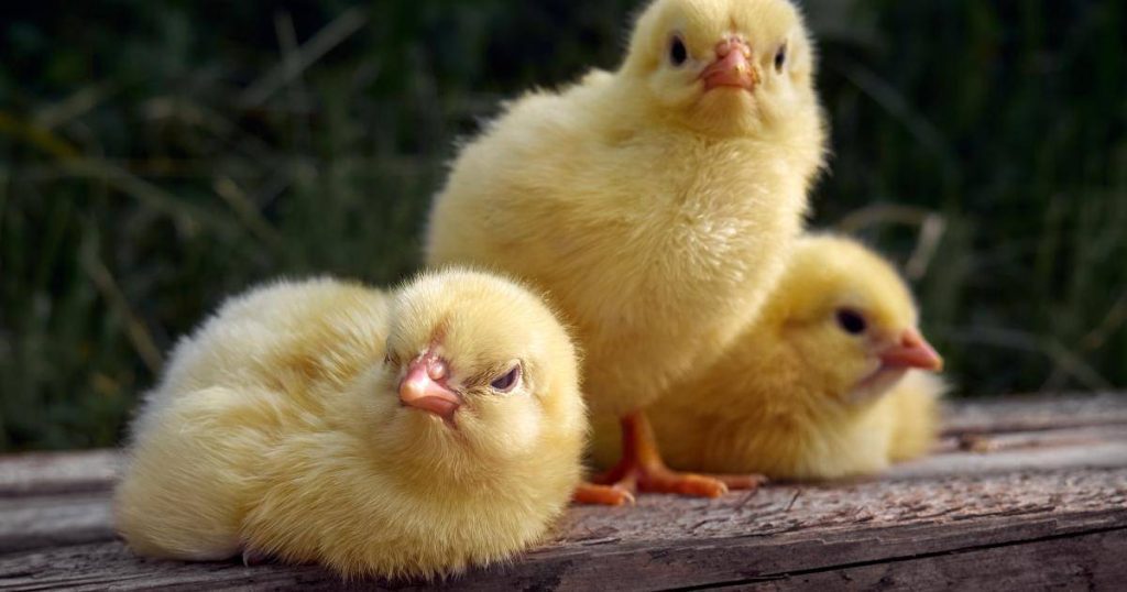 Successo: miliardi di pulcini di gallo potrebbero essere salvati nell'UE