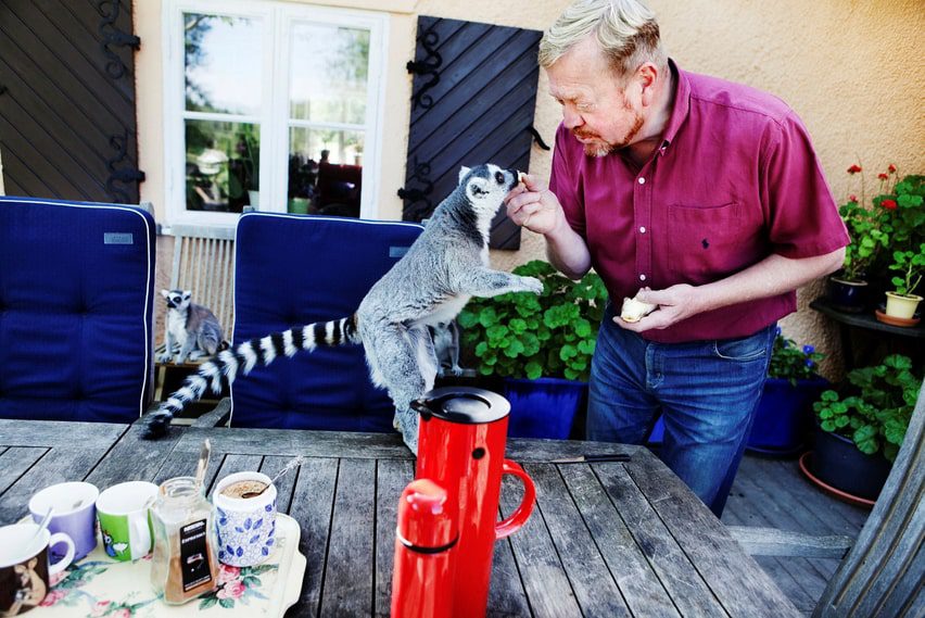 Nella fattoria Sjöhagen a Nynäshamn, Jonas Wahlström ha, tra le altre cose, lemuri che possono correre in giardino.  La foto è del 2012.