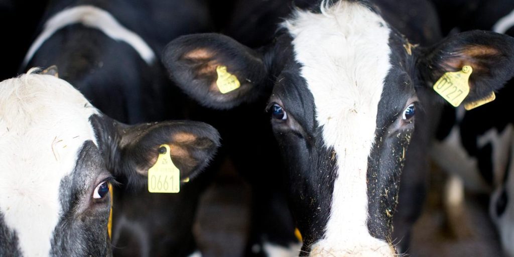 Dairy appeal agli allevatori: meno latte