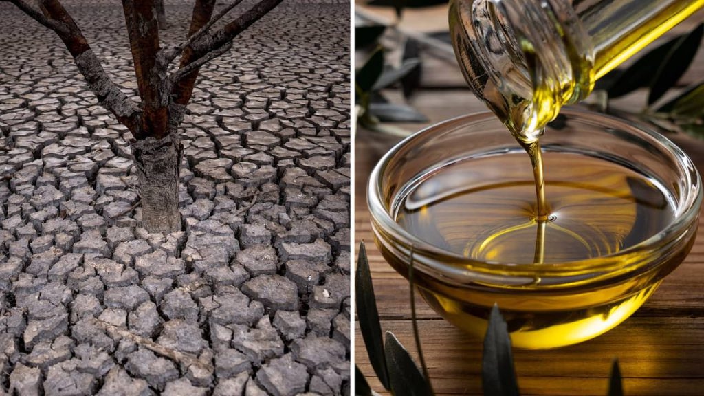 Siccità in Spagna - il prezzo dell'olio d'oliva raggiunge un record |  consumatore