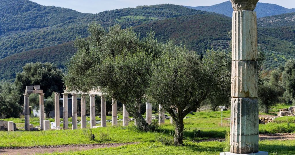 La siccità e una corona debole potrebbero far salire il prezzo dell'olio d'oliva
