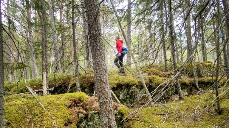 I proprietari di foreste nella contea di Kalmar contribuiscono ai benefici climatici