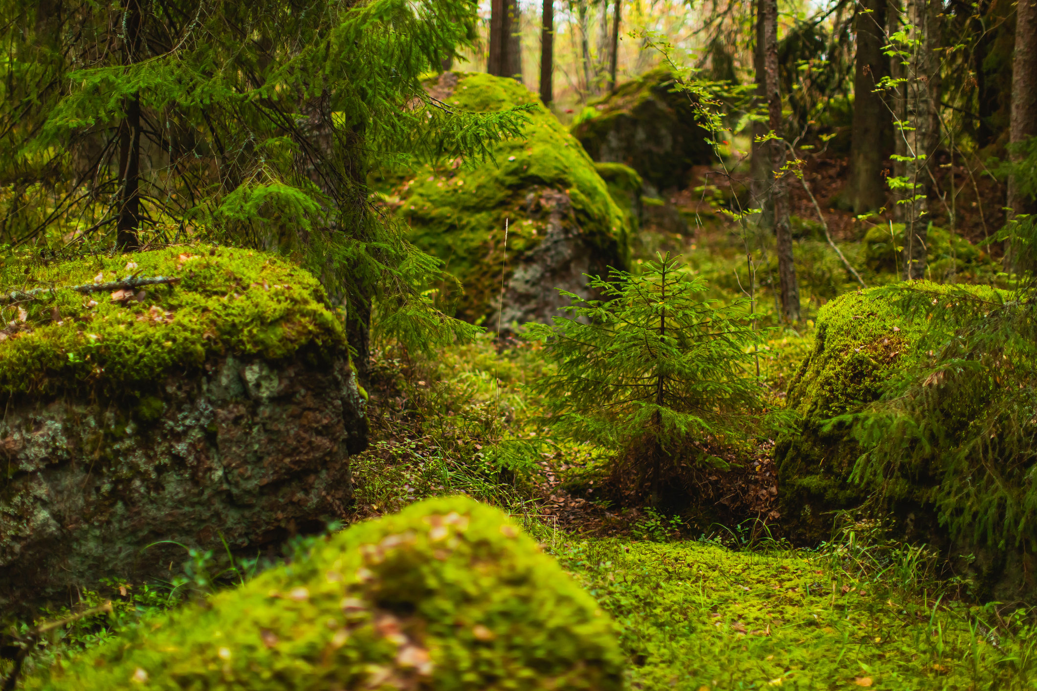 Gli svedesi sono felici di pagare il prezzo per la biodiversità nella foresta

