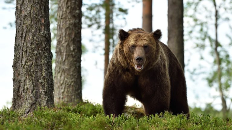 Gli orsi mangiatori di miele causano danni a milioni di persone