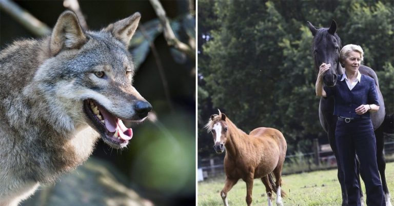 Il pony del presidente dell'UE è stato ucciso e ora la questione del lupo è scottante in Europa