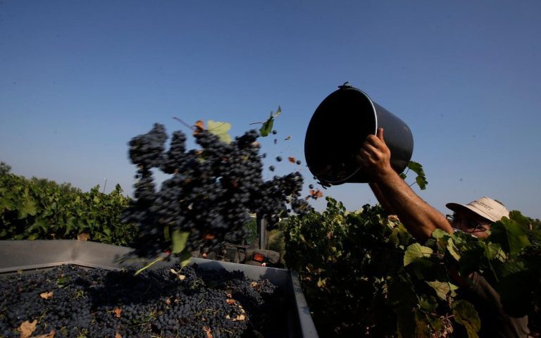 Cattive condizioni di lavoro nei vigneti italiani