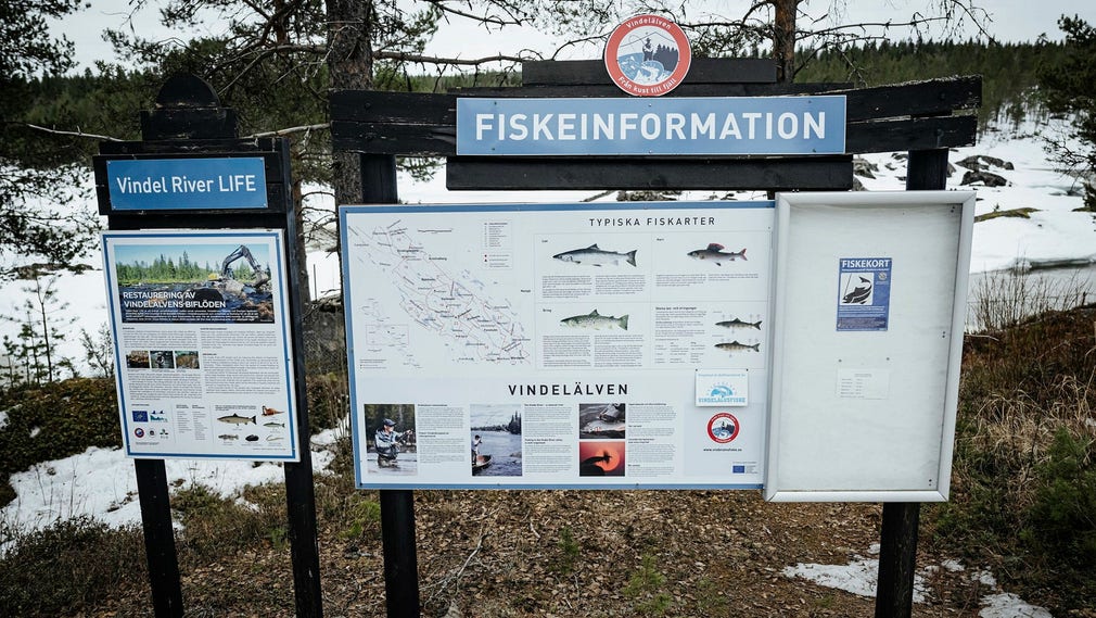 Vindelälven è un'importante zona di riproduzione del salmone marino nel Mar di Botnia e nel Mar Baltico.