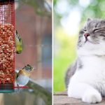 Focolaio di Salmonella: malattia degli uccelli e dei gatti  Svezia