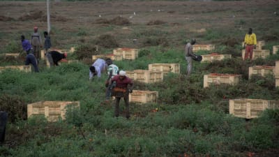 I lavoratori migranti raccolgono pomodori in Puglia, Italia.