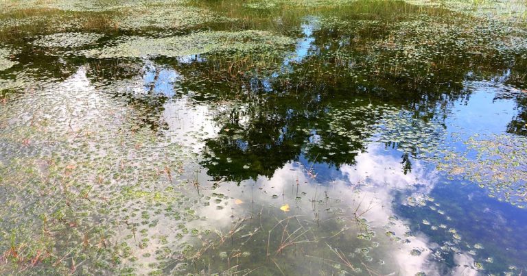 Aumentare l'acidificazione dei corsi d'acqua riducendo il bilancio ambientale – Natursidan