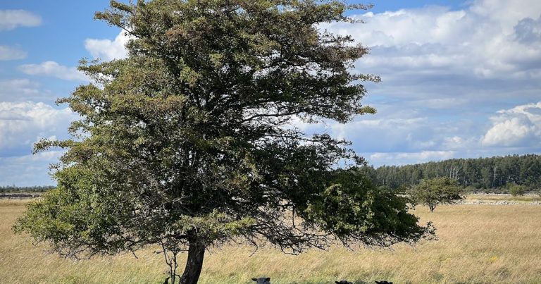 Due nuovi record di temperatura per il pianeta Terra nella stessa settimana – Natursidan