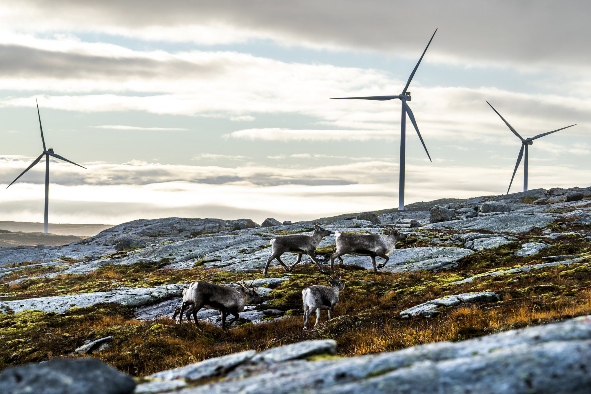 Quattro renne pascolano in un parco eolico a Sapmi.